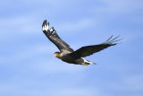 Crested Caracara 